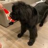 shepper5